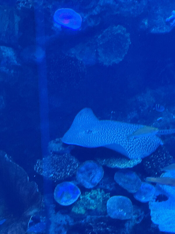 Dubai, Abu Dhabi, Qatar