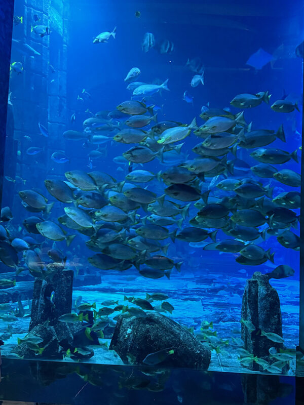 Dubai, Abu Dhabi, Qatar