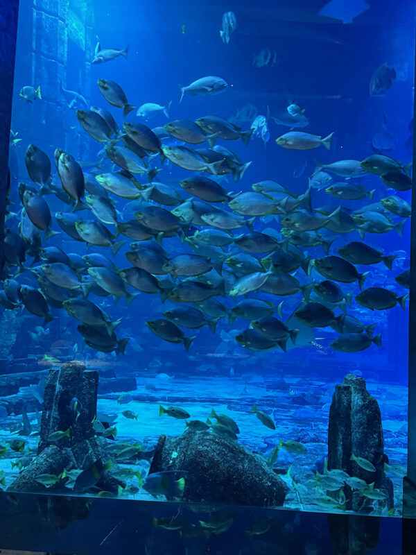 Dubai, Abu Dhabi, Qatar