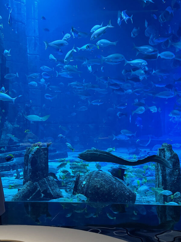 Dubai, Abu Dhabi, Qatar