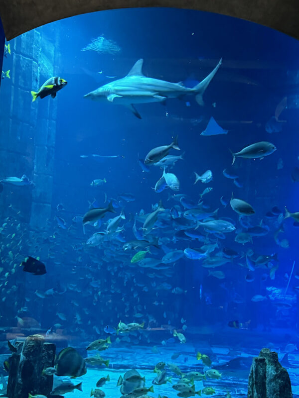 Dubai, Abu Dhabi, Qatar