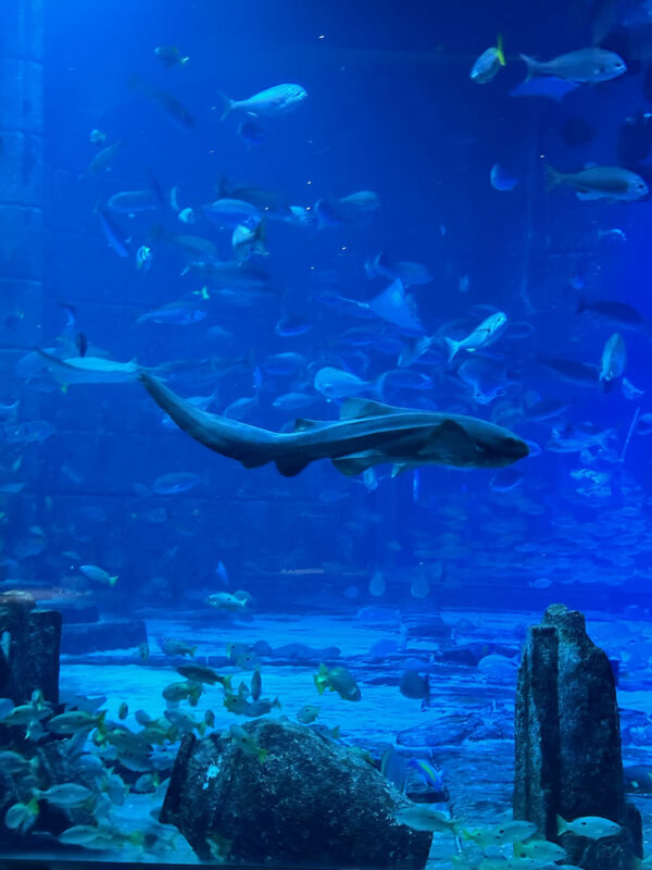 Dubai, Abu Dhabi, Qatar