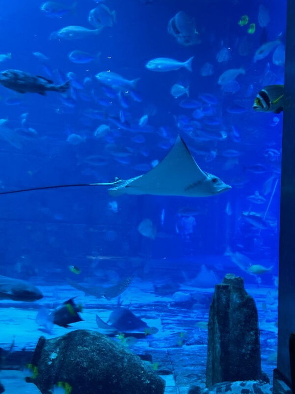 Dubai, Abu Dhabi, Qatar