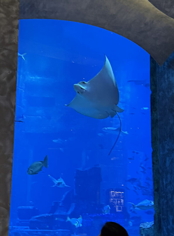 Dubai, Abu Dhabi, Qatar