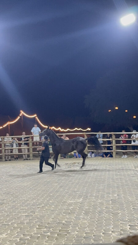 Dubai, Abu Dhabi, Qatar