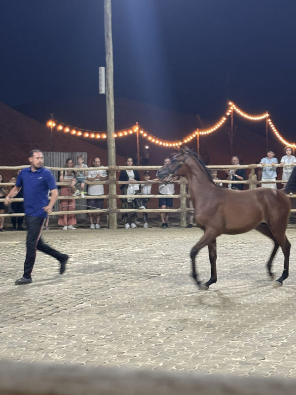 Dubai, Abu Dhabi, Qatar