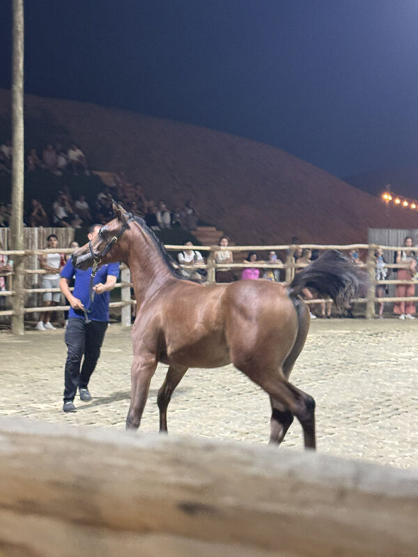 Dubai, Abu Dhabi, Qatar