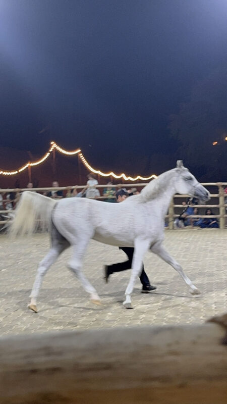 Dubai, Abu Dhabi, Qatar