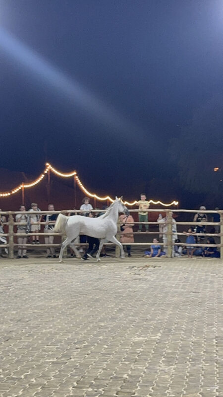 Dubai, Abu Dhabi, Qatar