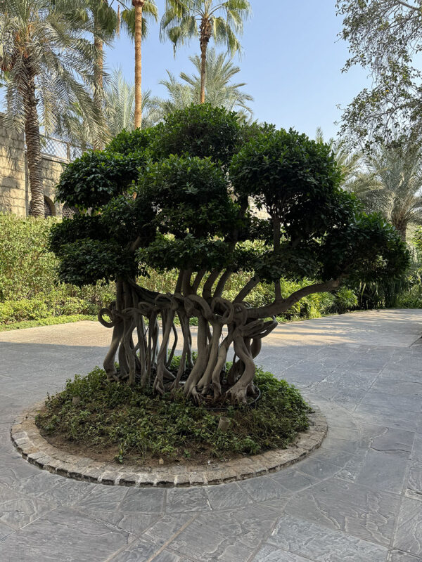 Dubai, Abu Dhabi, Qatar